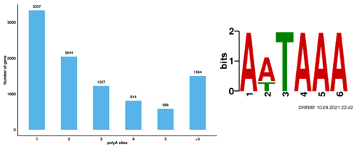 Alternative polyadenylation bar