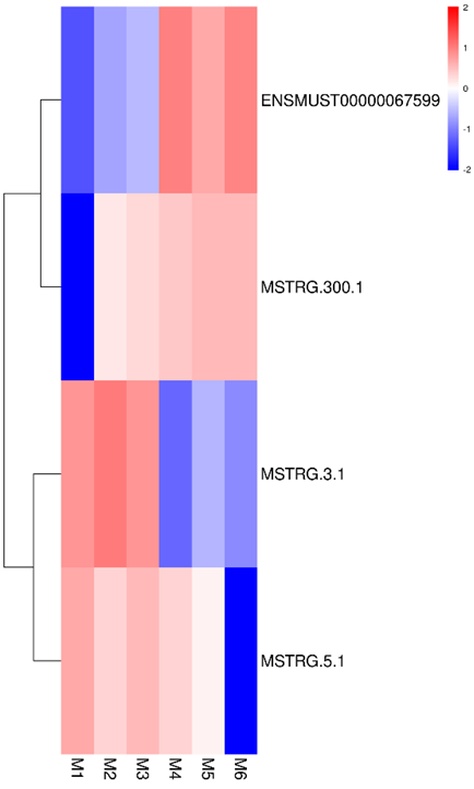 lncRNA 발현 정량 히트맵