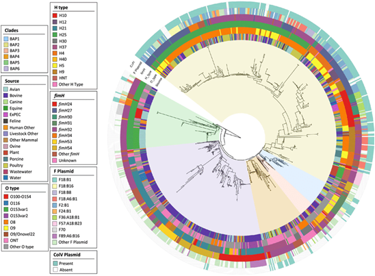 Circularized phylogenetic analysis