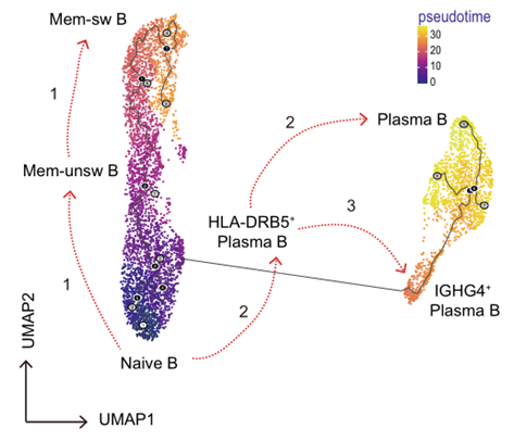 Advanced analysis Pseudotime