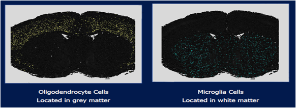 Oligodendrocyte Cells / Microglia Cells