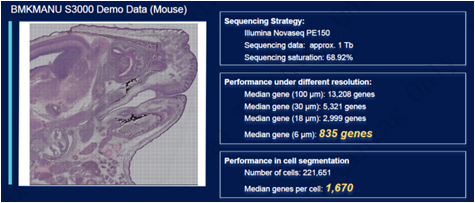 Mouse Embryo Data Summary