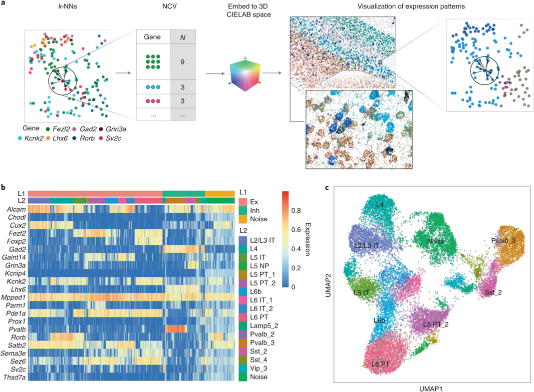 Cell clustering diagram