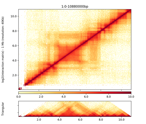 Visualization of TADs