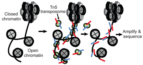 Overview of ATAC-Seq