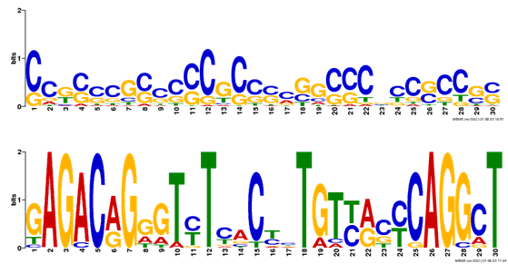 Motif identification