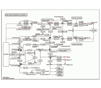 KEGG Metabolic Pathway