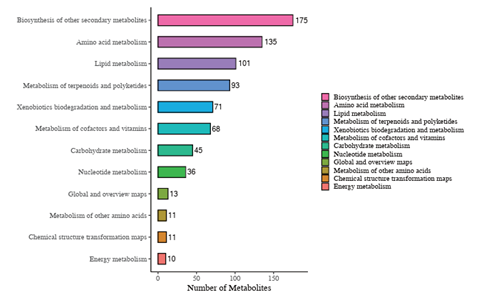 KEGG Function Comment Bar Chart